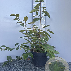 Callicarpa bod. 'Profusion' 60-80 cm 5,0L