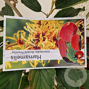 Hamamelis int. 'Arnold Promise' 50-60 cm 5,0L