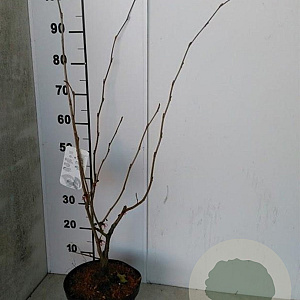 Hamamelis int. 'Diane' 50-60 cm 5,0L
