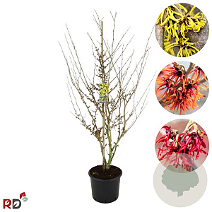 Hamamelis int. 'Westerstede' 150-175 cm 15L