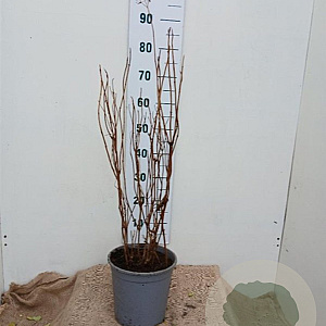 Hydrangea a. 'Annabelle' 60-80 cm 7,5L