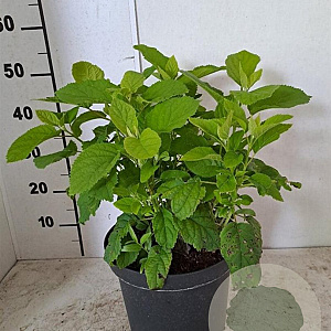 Hydrangea a. 'Annabelle' 60-80 cm 7,5L