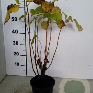 Hydrangea a. 'Annabelle' 60-80 cm 7,5L