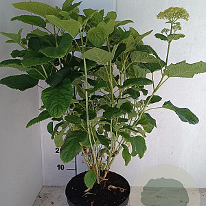 Hydrangea a. 'Annabelle' 60-80 cm 7,5L