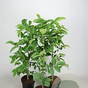 Juglans regia 60-80 cm 5,0L