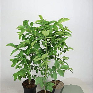 Juglans regia 60-80 cm 5,0L