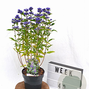 Caryopteris cland. Grand Bleu 20-40 cm 3,0L