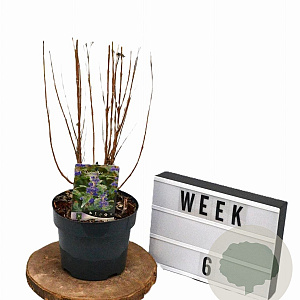 Caryopteris cland. Grand Bleu 20-40 cm 3,0L