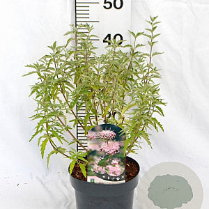 Caryopteris cland. Stephi 30-40 cm 3,0L