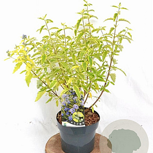 Caryopteris cland. 'Summer Sorbet' 30-40 cm 3,0L