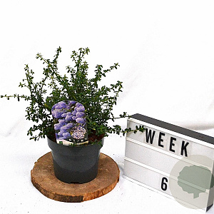 Ceanothus 'Blue Mound' 25-30 cm 3,0L