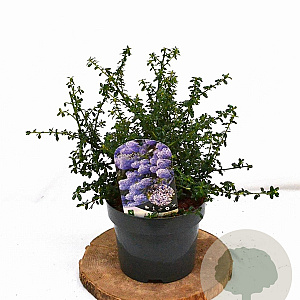 Ceanothus 'Blue Mound' 25-30 cm 3,0L