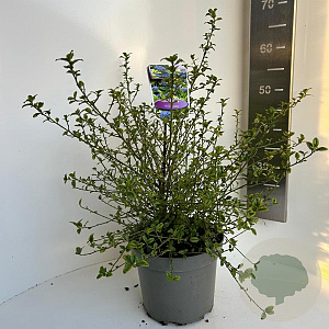 Ceanothus El Dorado 40-50 cm 5,0L