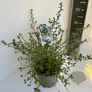 Ceanothus El Dorado 40-50 cm 5,0L