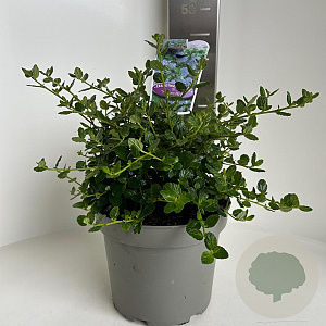 Ceanothus griseus 'Yankee Point' 30-40 cm 5,0L
