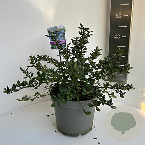 Ceanothus griseus 'Yankee Point' 30-40 cm 5,0L