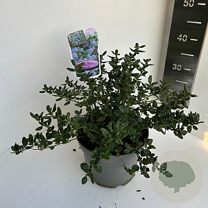 Ceanothus griseus 'Yankee Point' 30-40 cm 5,0L