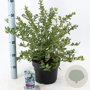 Ceanothus griseus 'Yankee Point' 30-40 cm 5,0L