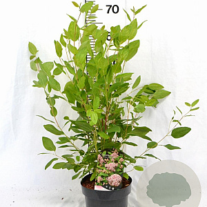 Ceanothus pallidus 'Marie Simon' 30-40 cm 3,0L