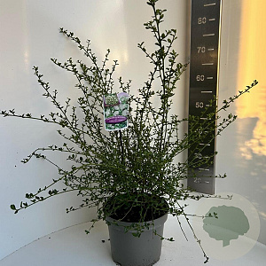 Ceanothus thyr. 'Millerton Point' 40-50 cm 5,0L