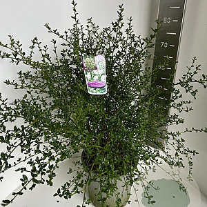 Ceanothus thyr. 'Millerton Point' 60-70 cm P27