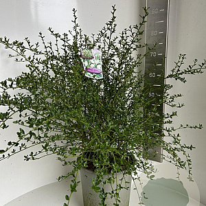 Ceanothus thyr. 'Millerton Point' 60-70 cm P27