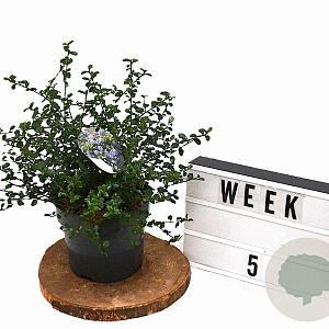 Ceanothus thyrsiflorus repens 25-40 cm 3,0L