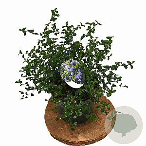 Ceanothus thyrsiflorus repens 25-40 cm 3,0L