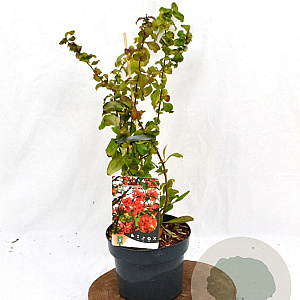 Chaenomeles sup. 'Crimson and Gold' 30-40 cm 2,0L