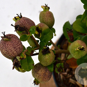 Chaenomeles sup. 'Crimson and Gold' 30-40 cm 2,0L