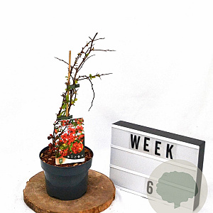 Chaenomeles sup. 'Crimson and Gold' 30-40 cm 2,0L