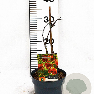 Chaenomeles sup. 'Orange Trail' 30-40 cm 2,0L