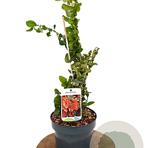 Chaenomeles sup. 'Orange Trail' 30-40 cm 2,0L