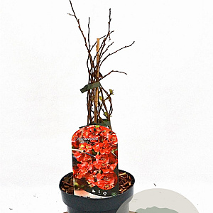 Chaenomeles sup. 'Red Trail' 30-40 cm 2,0L