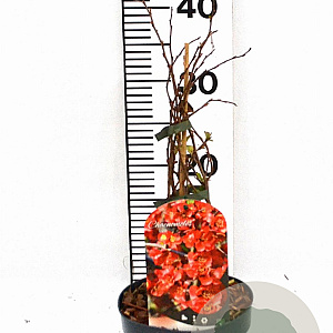 Chaenomeles sup. 'Red Trail' 30-40 cm 2,0L