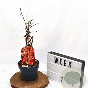 Chaenomeles sup. 'Red Trail' 30-40 cm 2,0L