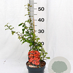 Chaenomeles sup. 'Red Trail' 30-40 cm 2,0L