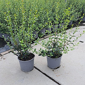 Osmanthus burkwoodii 40-60 cm 3,0L