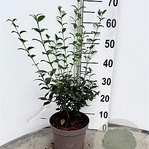 Osmanthus burkwoodii 40-60 cm 3,0L