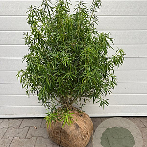 Choisya 'Aztec Pearl' 60-80 cm cont. 55L extra