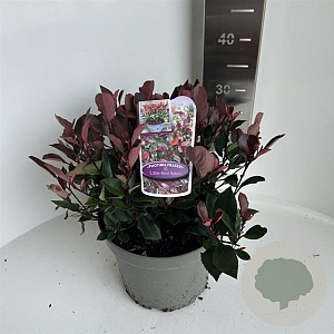 Photinia fraseri 'Little Red Robin' 25-30 cm 5,0L