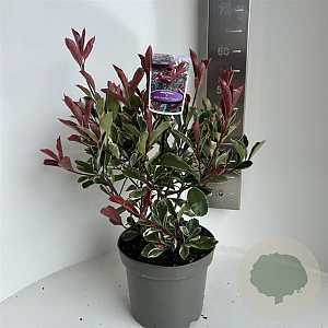 Photinia fraseri Pink Marble 40-50 cm 5,0L