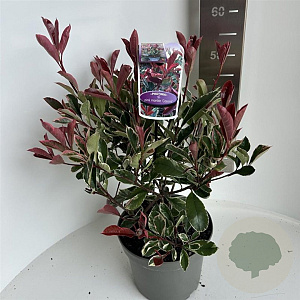 Photinia fraseri Pink Marble 40-50 cm 5,0L