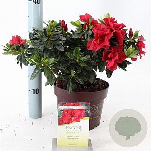 Rhododendron Encore Autumn Fire 25-30 cm 3,0L