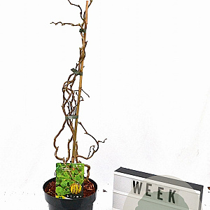 Corylus a. 'Scooter' 40-60 cm 3,0L