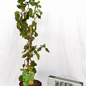 Corylus a. 'Scooter' 40-60 cm 3,0L