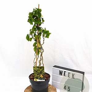 Corylus a. 'Twister' 40-60 cm 3,0L