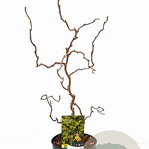 Corylus a. 'Twister' 40-60 cm 3,0L