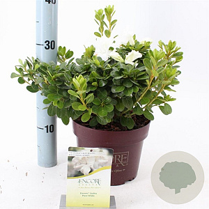 Rhododendron Encore Pure Wh. Julia 25-30 cm 3,0L