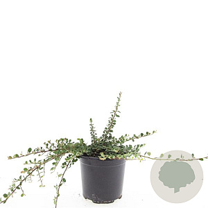 Cotoneaster pr. 'Streib's Findling' GM C1.3